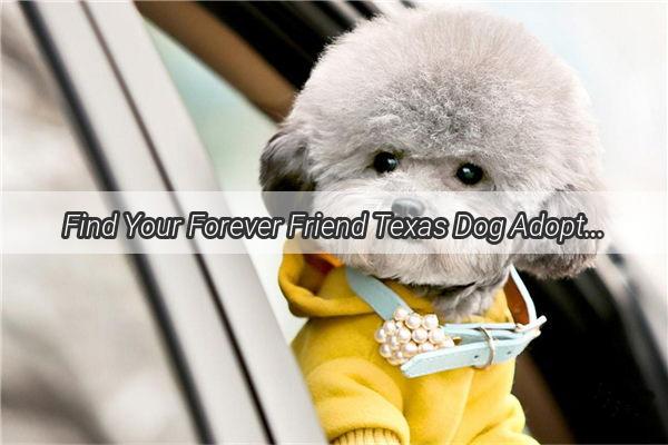 Find Your Forever Friend Texas Dog Adoption Companys Pawsome Selection Awaits